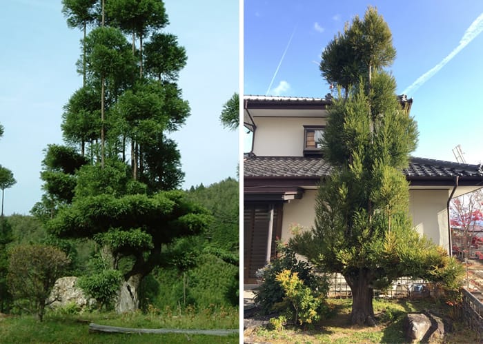 Intriguingly, an ancient Japanese technique from the 14th century has surfaced, offering a sustainable approach to lumber production without the need to fell trees.