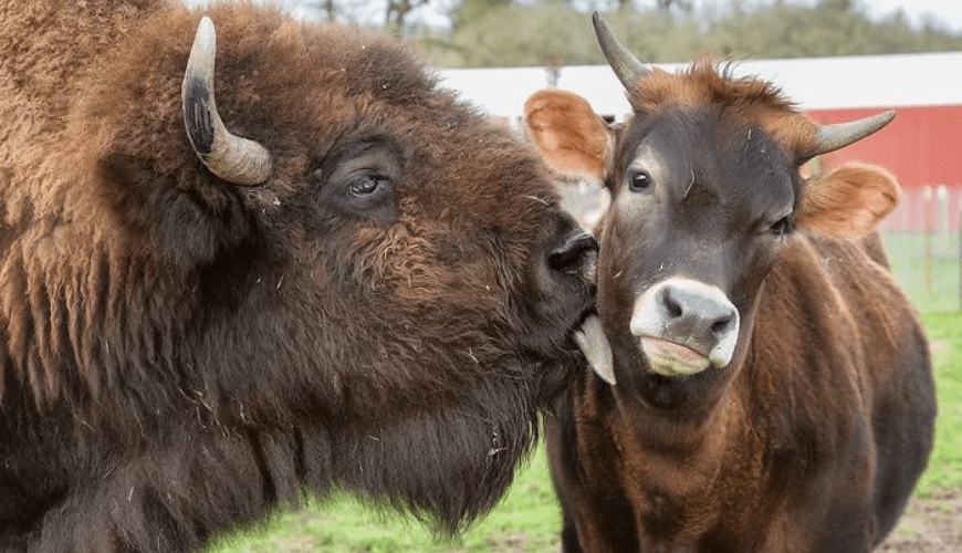 Helen, the Bison, who was blind, lonesome, and ignored by all of the other animals, appeared to be doomed to a life of alone, but then she met Oliver.