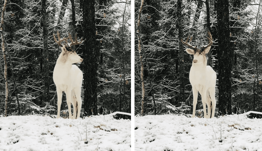 Rare Albino Whitetail Deer Spotted in Snowy Backyard – A Majestic Sight to Behold