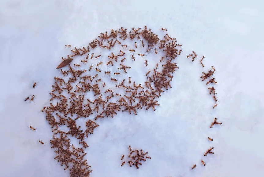 Ants Coated in Sugar Assist Artist in Completing Animal Paintings