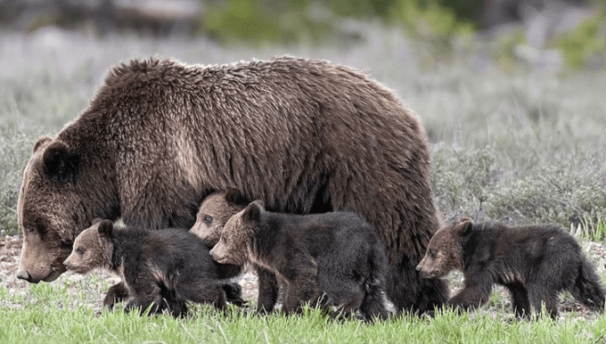 Legendary Grizzly Bear 399 Defies Odds with 17th Cub Amid Aging Years!